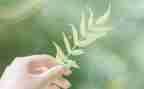 班主的造句